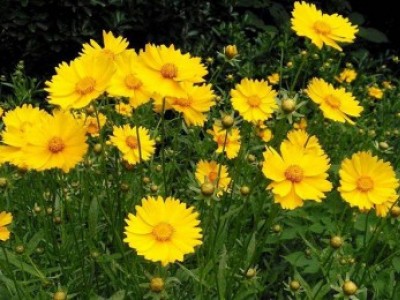 宿根花卉品種特色有哪些？