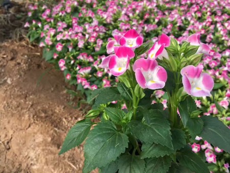 不同種類(lèi)花卉對(duì)肥料的需求有哪些差異？